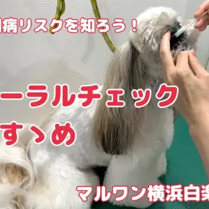 【 白楽店トリミング 】愛犬のお口は大丈夫!?オーラルチェックのご案内