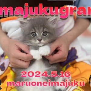 【 イマジュクグラム 】白い靴下がおしゃれな目ヂカラ最強のサイベリアンちゃま!