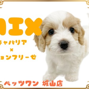 【 MIX 】 SNSで大人気のMIX犬キャバションちゃん登場