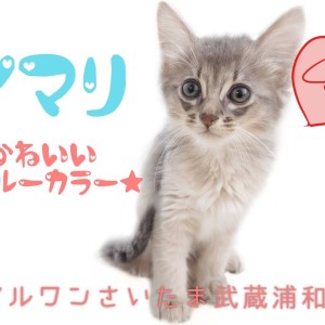 【 ソマリ 】可愛さとカッコよさを併せ持つ！大きな瞳のブルーソマリが浦和に登場！