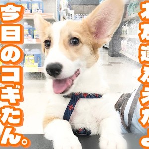 【 コーギー成長ログ 】今日も元気いっぱい!コギたんに新しいお友達ができたよ!