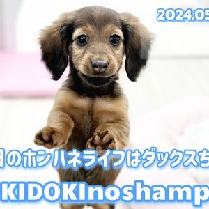 【 レッドダックス成長ログ 】ポン吉ハネ子がお届けする!今日も可愛いダックスちゃん!