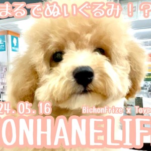 【 ビションプー成長ログ 】シャンプーして毛量倍増!まるでぬいぐるみのようなビションプーちゃん!