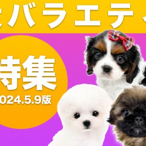 【 犬バラエティ特集 】5/9現在在店中のバラエティわんちゃん!最新動画付き!