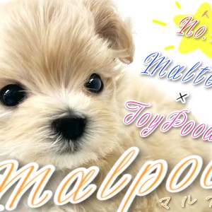 【 MIX 】ぬいぐるみも目じゃない圧倒的可愛さマルプーちゃん!