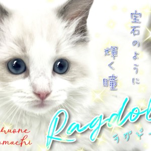 ラグドール 】ブルーサファイアの輝く瞳はまさに宝石！ぬいぐるみキャット！ | マルワンBLOG | ペットショップ マルワン 小さめ子犬 美形な子猫  初心者安心のサポート