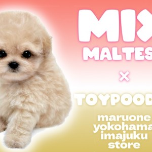 【 マルプー 】まんまる童顔フェイスのアプリコットカラーが輝く爆毛ちゃんが登場!