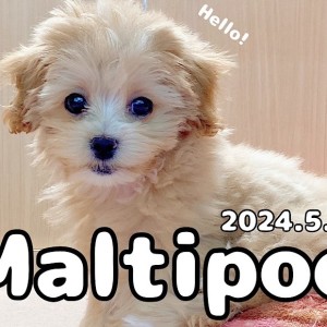 【 マルプー成長ログ 】お気に入りのおもちゃにテン上げマルプーちゃん♪