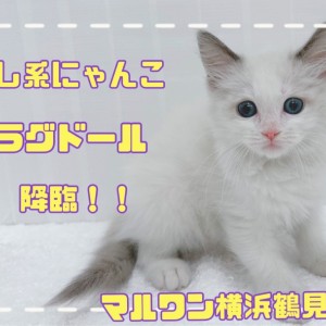 ラグドール】温厚な猫ちゃん代表の癒し系、ラグドールちゃん降臨！ | マルワンBLOG | ペットショップ マルワン 小さめ子犬 美形な子猫  初心者安心のサポート