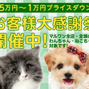【 お客様大感謝祭 】わんにゃんとの新生活応援プレゼント企画!