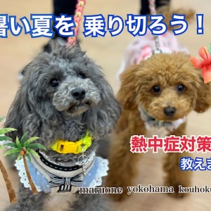 【 お役立て情報 】今から始める熱中症対策を教えちゃいます!