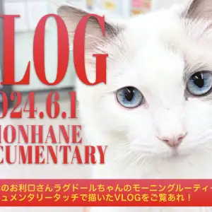 【 ラグドールVLOG 】初心者必見にゃんこのモーニングルーティーンドキュメント