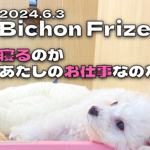 【 ビションフリーゼ成長ログ 】寝るのがビションちゃんのお仕事なのだ!!