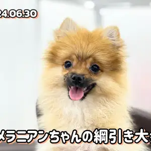 ポメラニアン成長ログ 】チーちゃんと仲良く綱引きに夢中の 