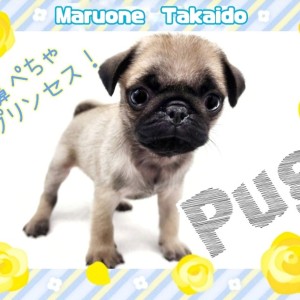【 パグ 】鼻ペチャが可愛い女の子!お子様の最強パートナーが高井戸に登場!