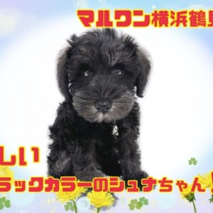 シュナウザーさま ミニチュアシュナウザー 】賢い・抜け毛少ない・育てやすい