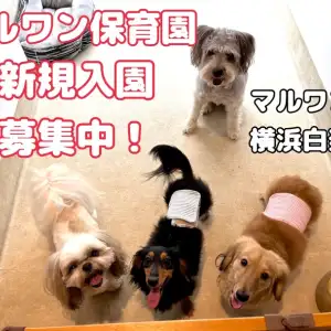 【 犬のほいくえん 】緊急速報!保育園空き状況のお知らせ