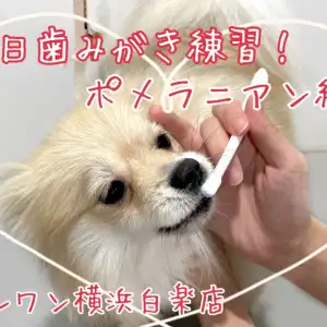【 ポメラニアン 】毎日歯みがき練習!ポメラニアン編