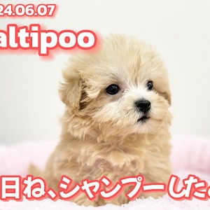 【 マルプー成長ログ 】小柄で愛らしいマルプーちゃん!今日はキレイキレイの日!