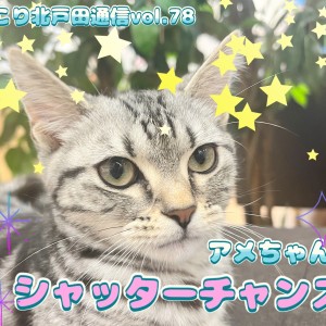 【 ほっこり北通Vol.78 】シャッターチャンスのアメショちゃん!
