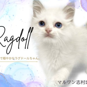 ☆Angel☆様オーダーページ　おとぎの国の猫と仲間たち♡ワンハンドル　2点 おとぎの国の猫と仲間たちオーダー - メルカリ