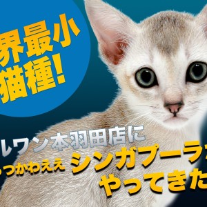 ペット として 飼える ストア 最小 猫