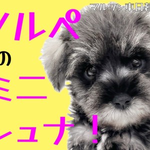 【 ミニチュアシュナウザー 】おひげ犬参上!定番ソルト&ペッパーの丸っこい女の子