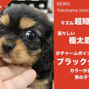 【 速報 】キャバ好きは絶対に会いにきて!【 NEWS横浜元町 】