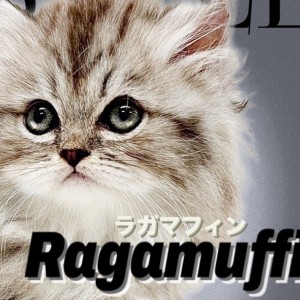 【 ラガマフィン 】神秘的なシルバーカラーの被毛に包まれた温厚癒し系キャット