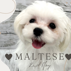 マルチーズ | ペットショップ マルワン 小さめ子犬 美形な子猫