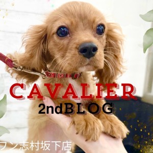 【 キャバリア 】たくましいお兄さんに成長してきた順応バッチリ優等生ボーイ!