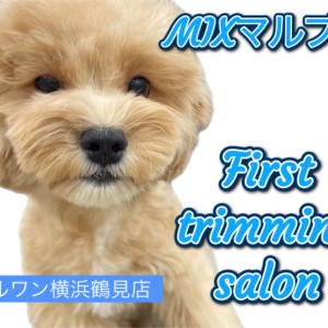 【 MIX 】マルプーちゃん!初めてのカット!