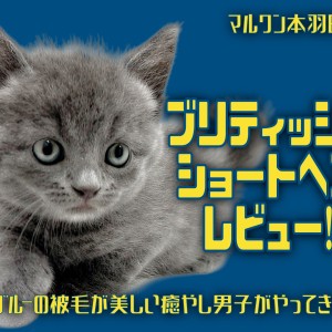 【 ブリティッシュショートヘア 】ブルーの被毛が美しい癒やし男子がやってきた!