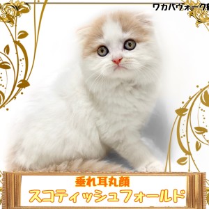 お名前プレートオルゴナイト 猫ちゃんワンちゃんに お名前プレートオルゴナイト 猫ちゃんワンちゃんに アクセサリー