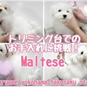 【 マルチーズ 】トリミング練習開始!マルちゃん台の上でのお手入れに挑戦
