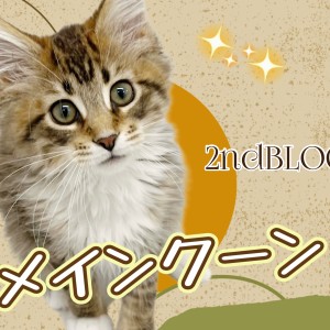 メインクーン 】生後4ヶ月を迎え美しさに拍車が掛かるイケメン猫ちゃん | マルワンBLOG | ペットショップ マルワン 小さめ子犬 美形な子猫  初心者安心のサポート