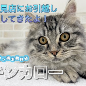 【 キンカロー 】本日のキンちゃん!鶴見店にお引越ししてきたよ!