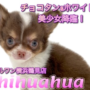 【 チワワ 】チョコタン&ホワイト!小さな美少女降臨!