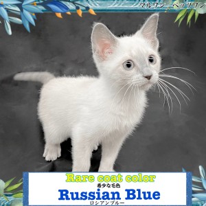 ロシアンブルー様⁂ ちびっ子たち🐨🐨🐨🐨🐨🐨✨ #ロシアンブルー #russianbluecat