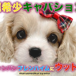 【 キャバション 】超希少キャバション!注目のシャンパンブレンハイムカラー!