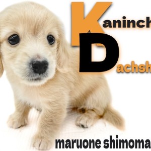 【 カニンヘンダックスフント 】ミニチュアよりも小さい!瞳が可愛いイエベ系女子!