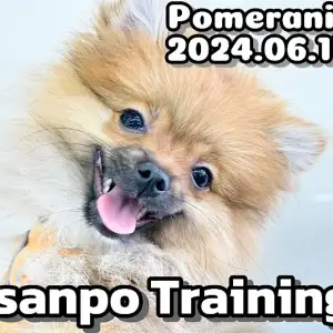 【 ポメラニアン成長ログ 】お散歩トレーニング!ドヤ顔が可愛いポメちゃま!