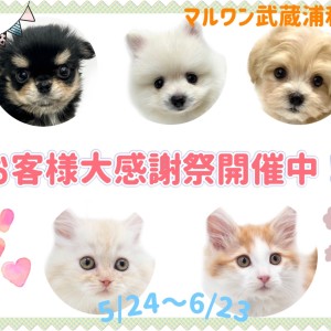 【 お知らせ 】お客様大感謝祭開催中!マルワン武蔵浦和店の子犬・子猫をご紹介!