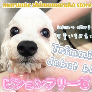 【 ビションフリーゼ 】トリミングデビューに密着の2ndブログ!