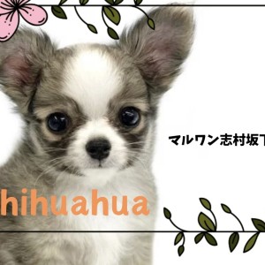チワワ 】フォーン&ホワイトカラーの王子様。良血統のチワワくん