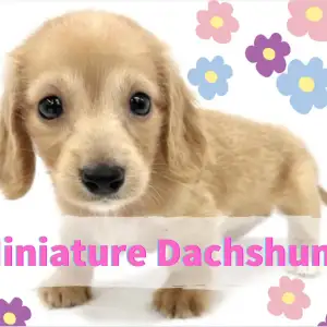 【 ミニチュアダックスフント 】笑顔と癒しの配達犬！甘い雰囲気を身に包んだ女の子