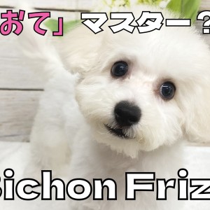 【 ビションフリーゼ成長ログ 】トリミングでさっぱり&「おて」マスター?