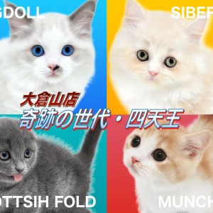 育てやすい子に成長中の猫ちゃん 】個性豊かな奇跡の世代