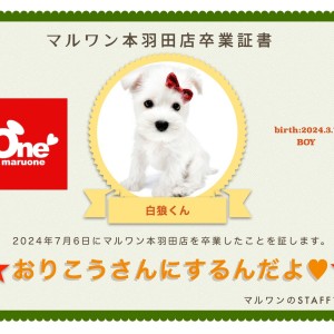 【卒業記念】ミニチュアシュナウザーの白狼くん卒業おめでとう!今までの感謝を込めて〜卒業ブログ〜