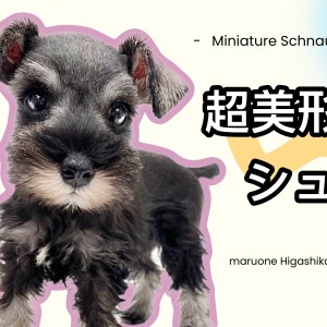 スコティッシュテリア 】マルワン5年ぶりの登場の超希少犬種！！ | マルワンBLOG | ペットショップ マルワン 小さめ子犬 美形な子猫  初心者安心のサポート